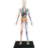 4D Master - Anatomie člověka - Transparentní tělo 33 cm