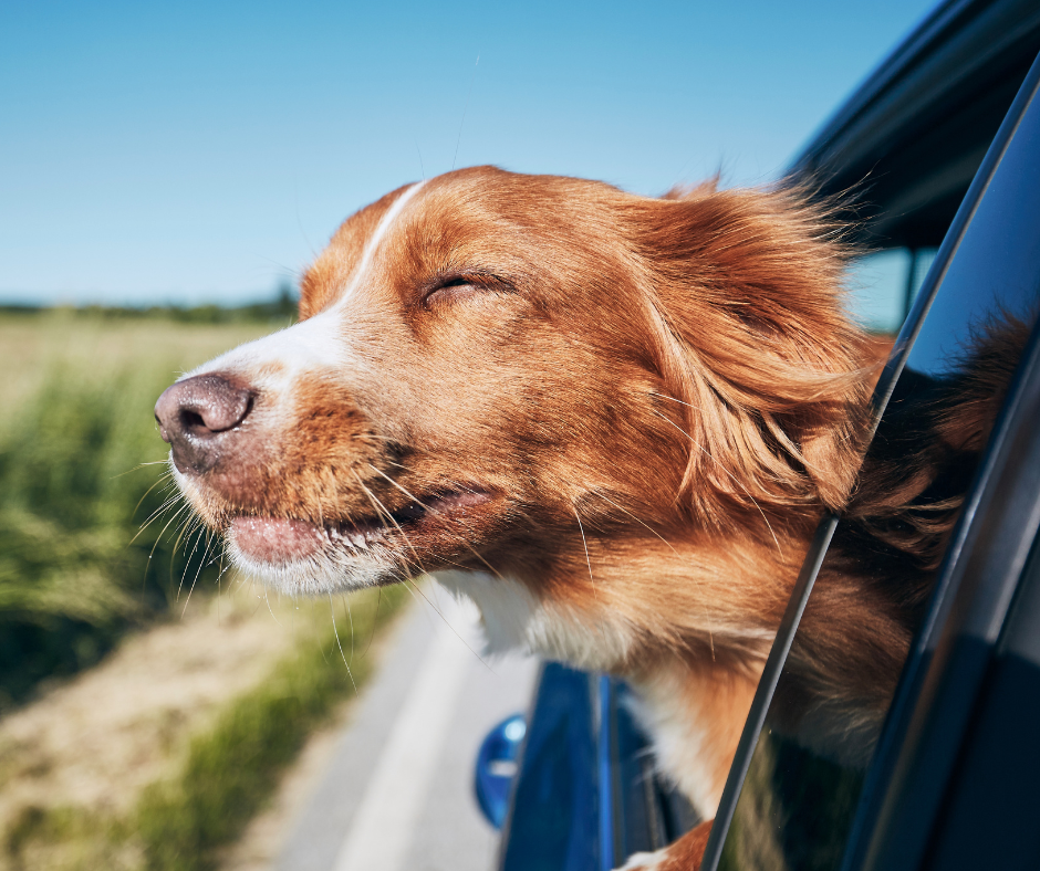 Tipps gegen Reisekrankheit bei Hunden