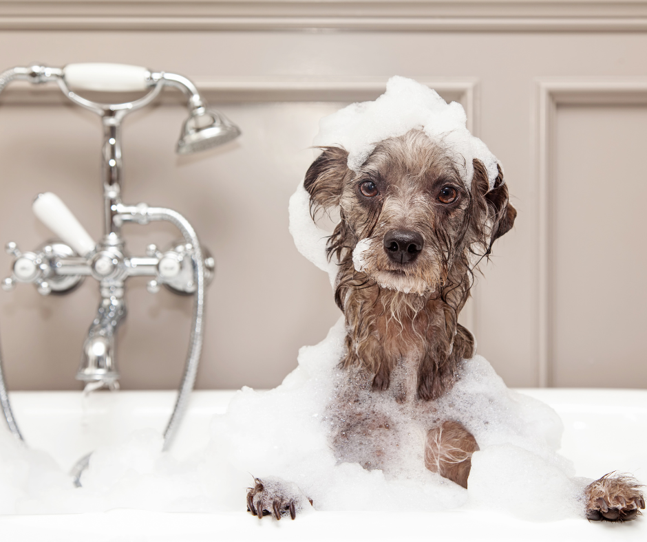 Braucht Ihr Hund ein Bad?