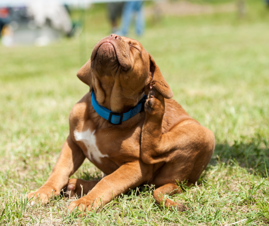 Flöhe beim Hund –⁠⁠⁠⁠⁠⁠ Vorbeugung und wie man sie loswird