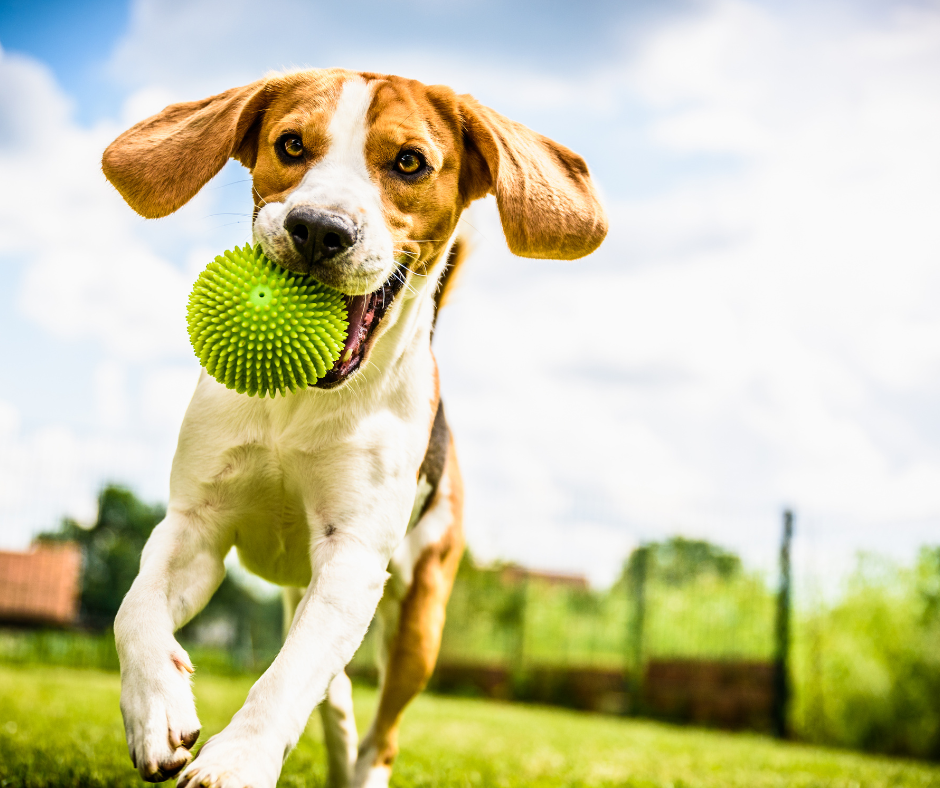 Ernährung zur Prävention von Gelenkerkrankungen bei Hunden