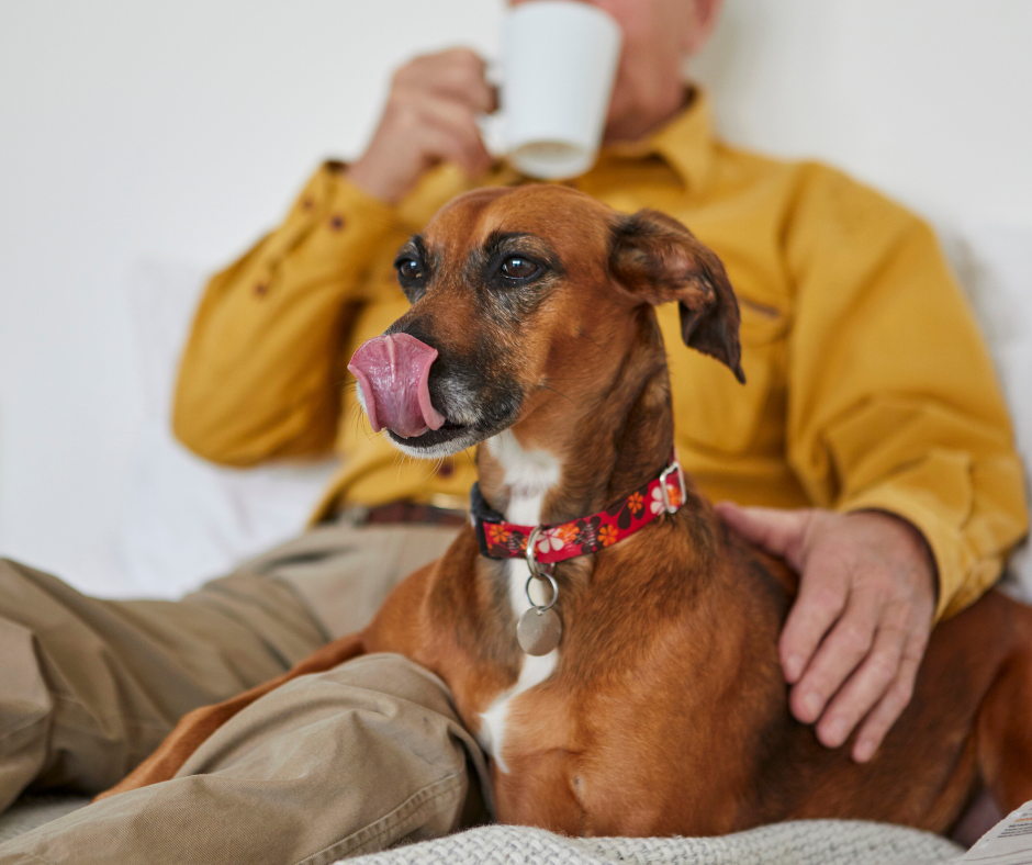 Können Hunde Honig essen?