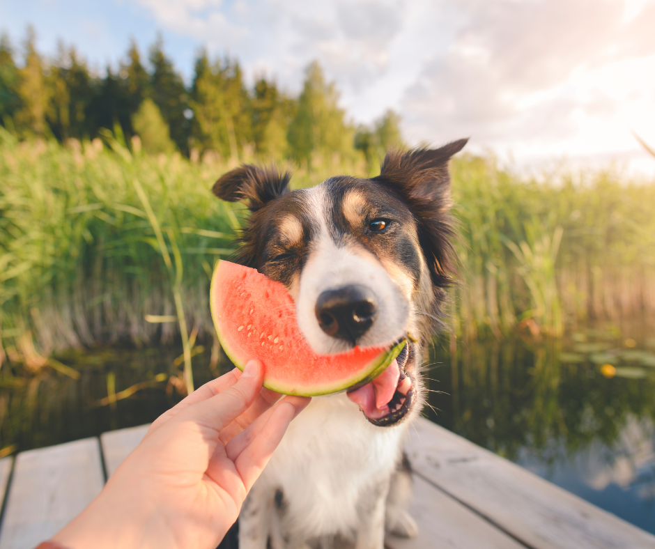 Für Hunde geeignetes Obst
