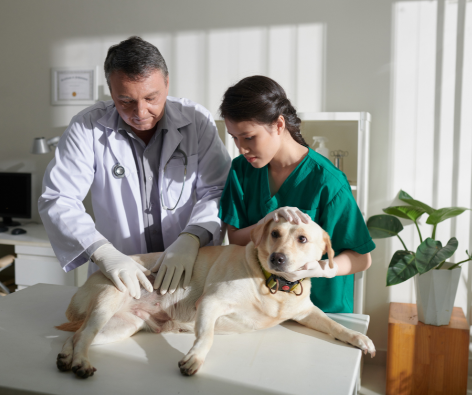 5 interessante Fakten über die Verdauung von Hunden