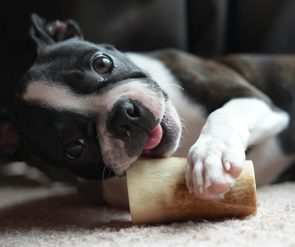 Kauen und Nagen: Was kann man einem gesunden Hund anbieten?