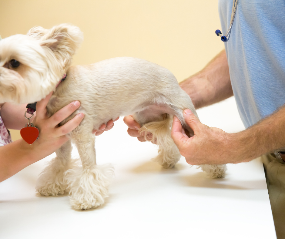 Wie wählt man Gelenknahrung für einen Hund aus?