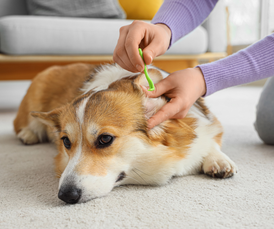 Zeckenbekämpfung bei Hunden ohne Chemikalien – funktioniert das?