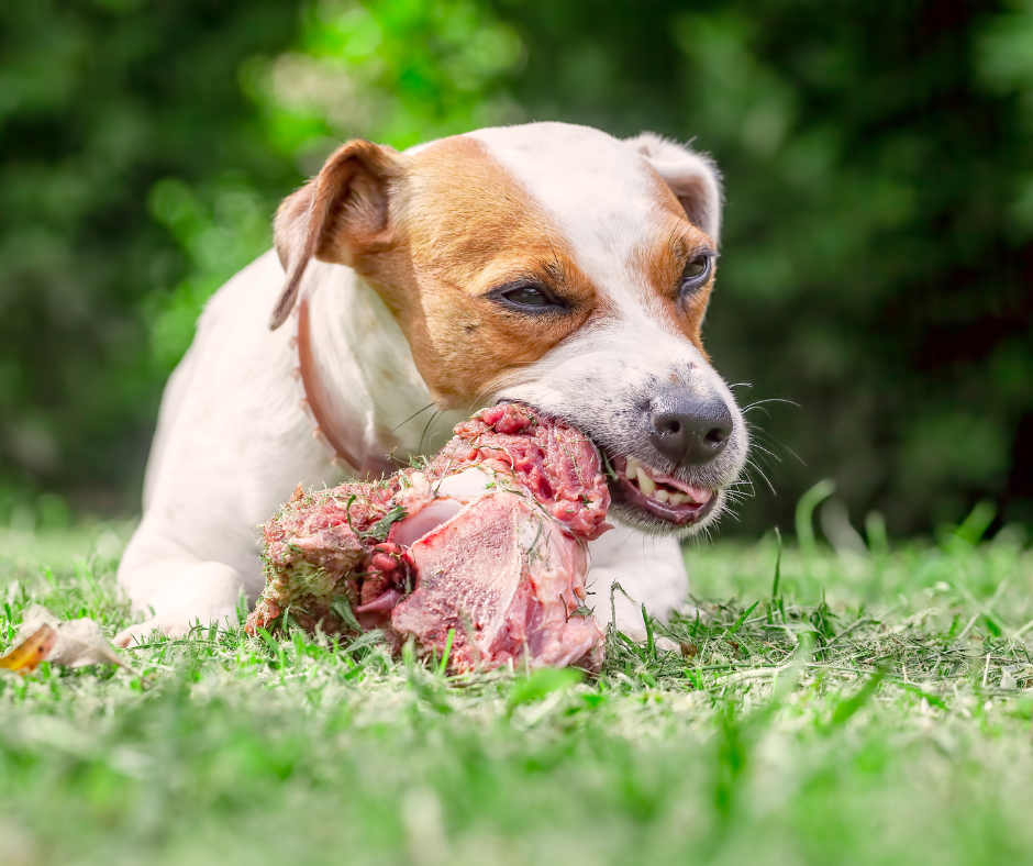 Knochen in der Ernährung des Hundes