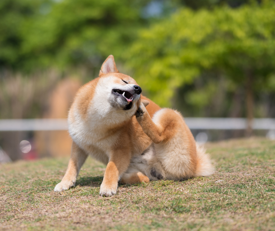 Hefepilzinfektionen bei Hunden