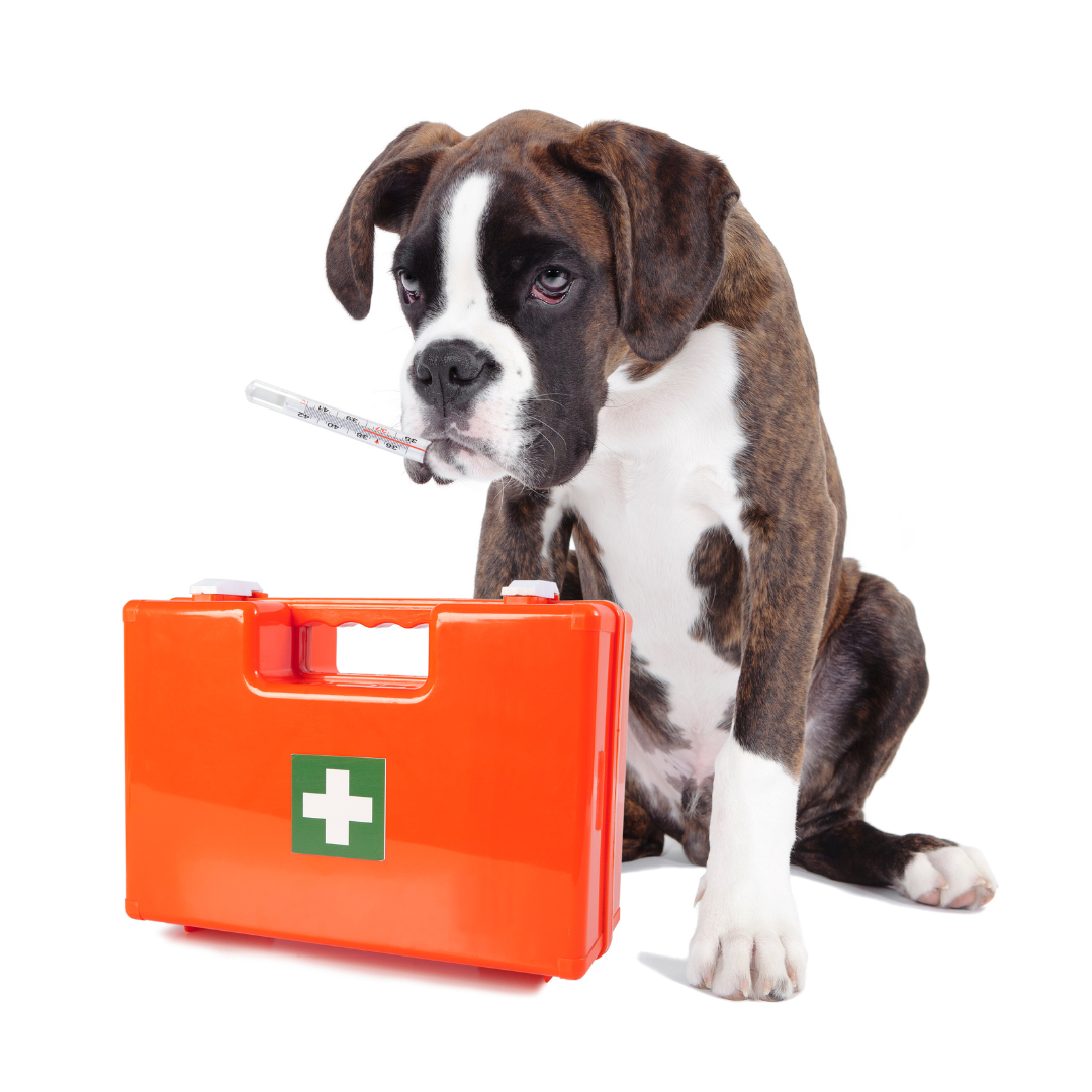 Was in den Erste-Hilfe-Kasten eines Hundes gehört