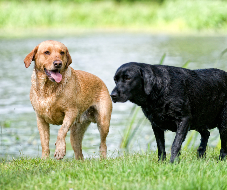 Sommer mit Ihrem Hund - was ist zu beachten?
