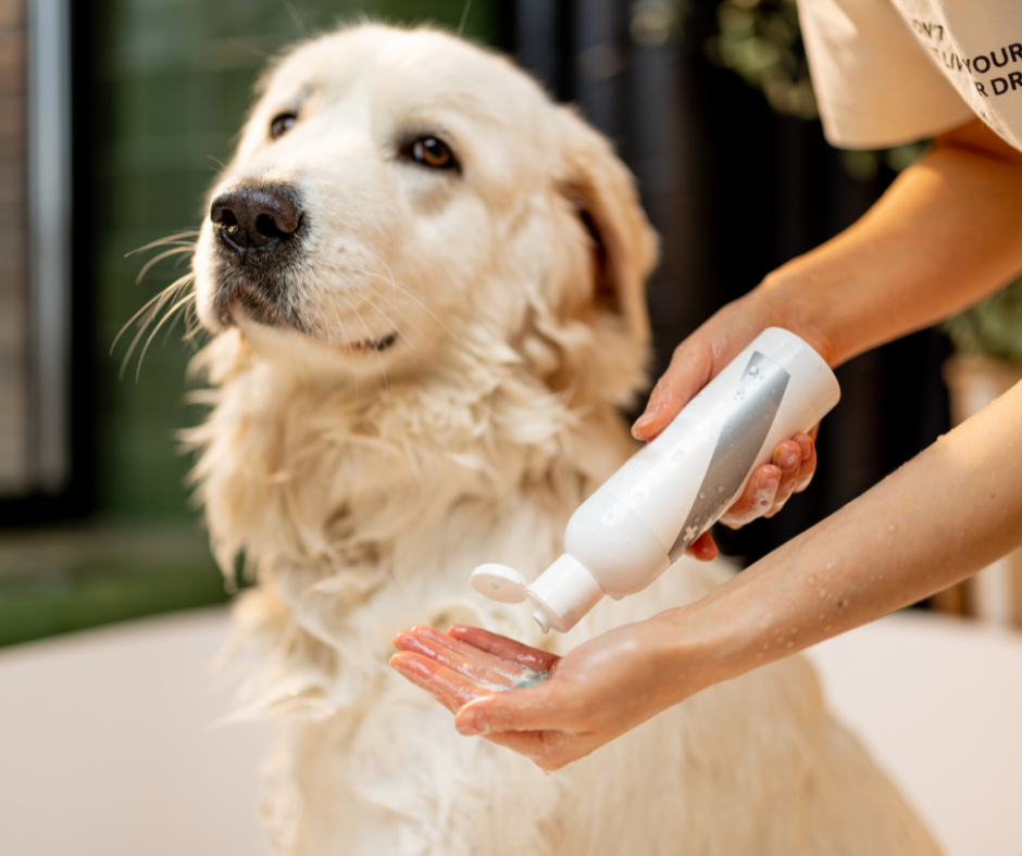 Wie hängen Fütterung und Hundeschuppen zusammen?