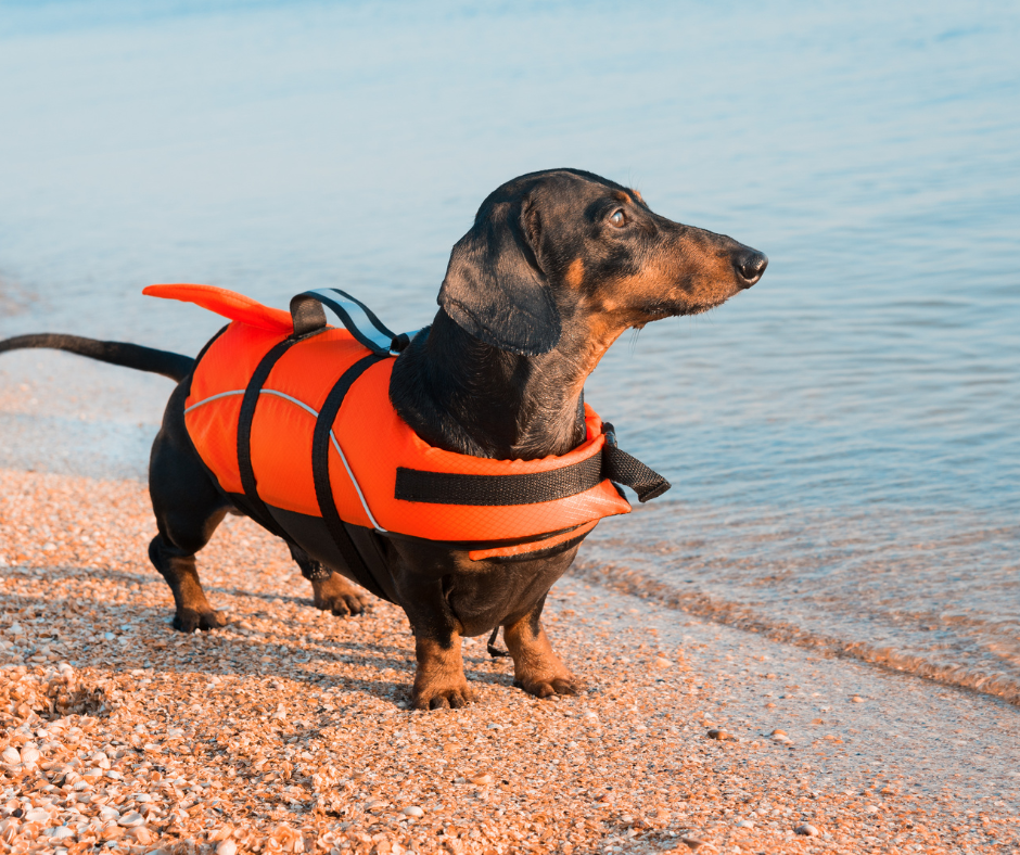 Wir reisen mit dem Hund ans Meer