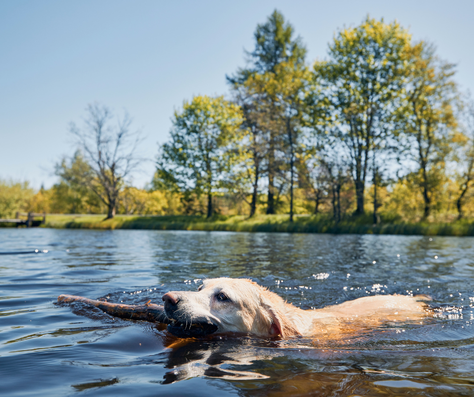 Baden mit Hunden in der Natur – worauf muss man achten?