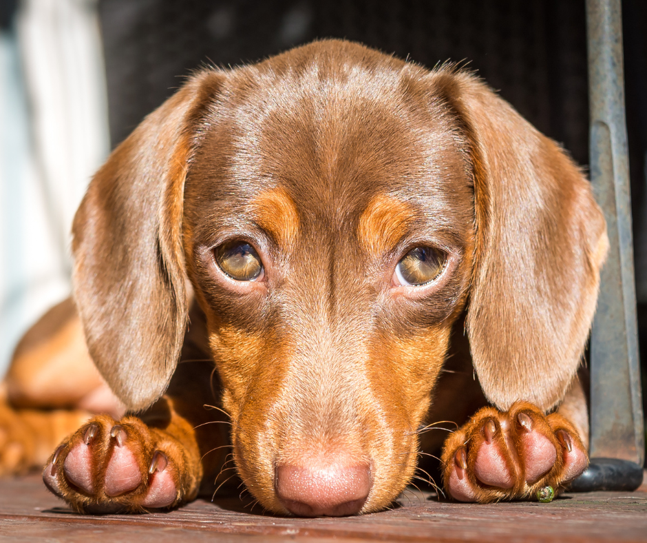 Die Welt mit den Augen eines Hundes - was wissen wir über das Sehen von Hunden?