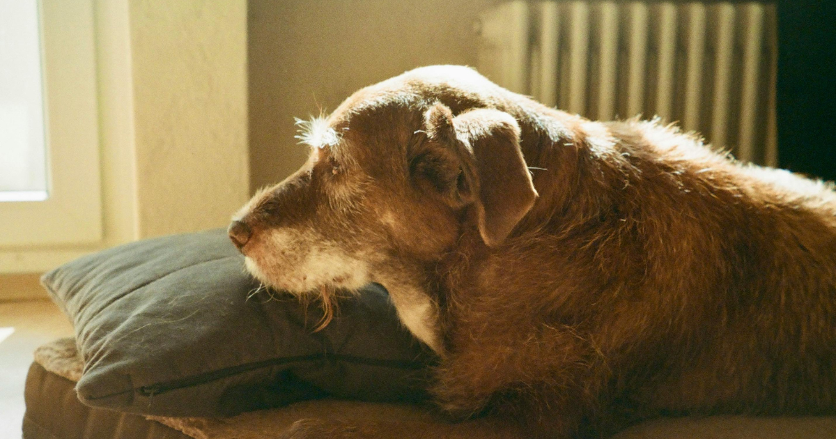 Pflege älterer Hunde: Praktische Tipps für ein glückliches Hundeleben im Alter