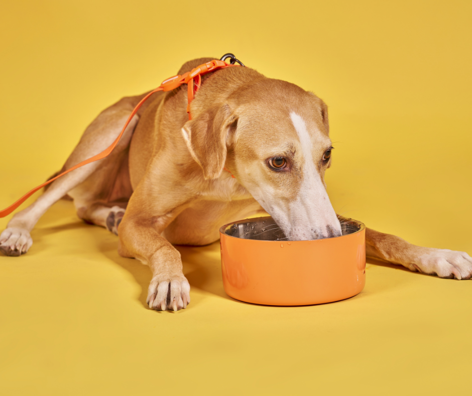 Wenn ein Hund seinen Napf verteidigt: Wie man das Verhalten beim Fressen sicher angeht