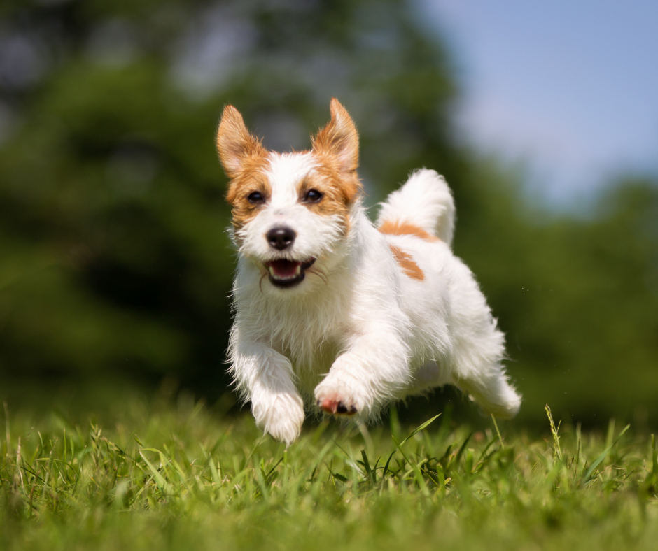 Tipps für ein langes und gesundes Hundeleben