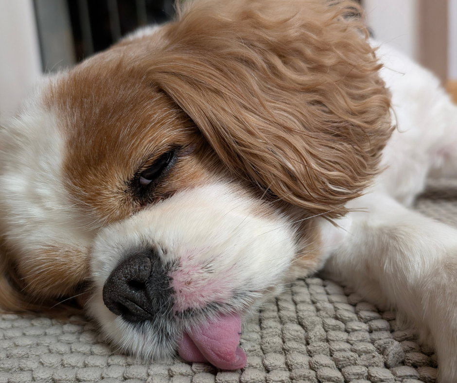 Magenverdrehung beim Hund – was wissen wir darüber?