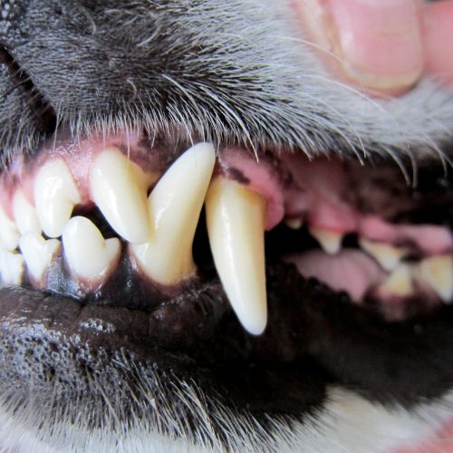 Zahnpflege beim Hund