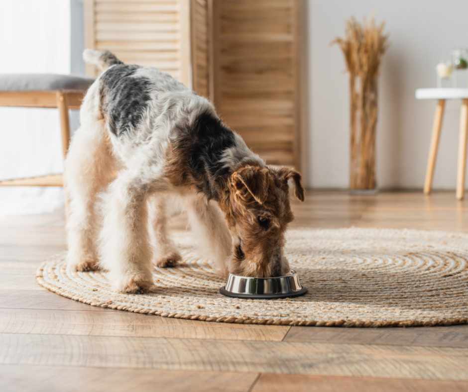 Hundefutter, das Insekten enthält