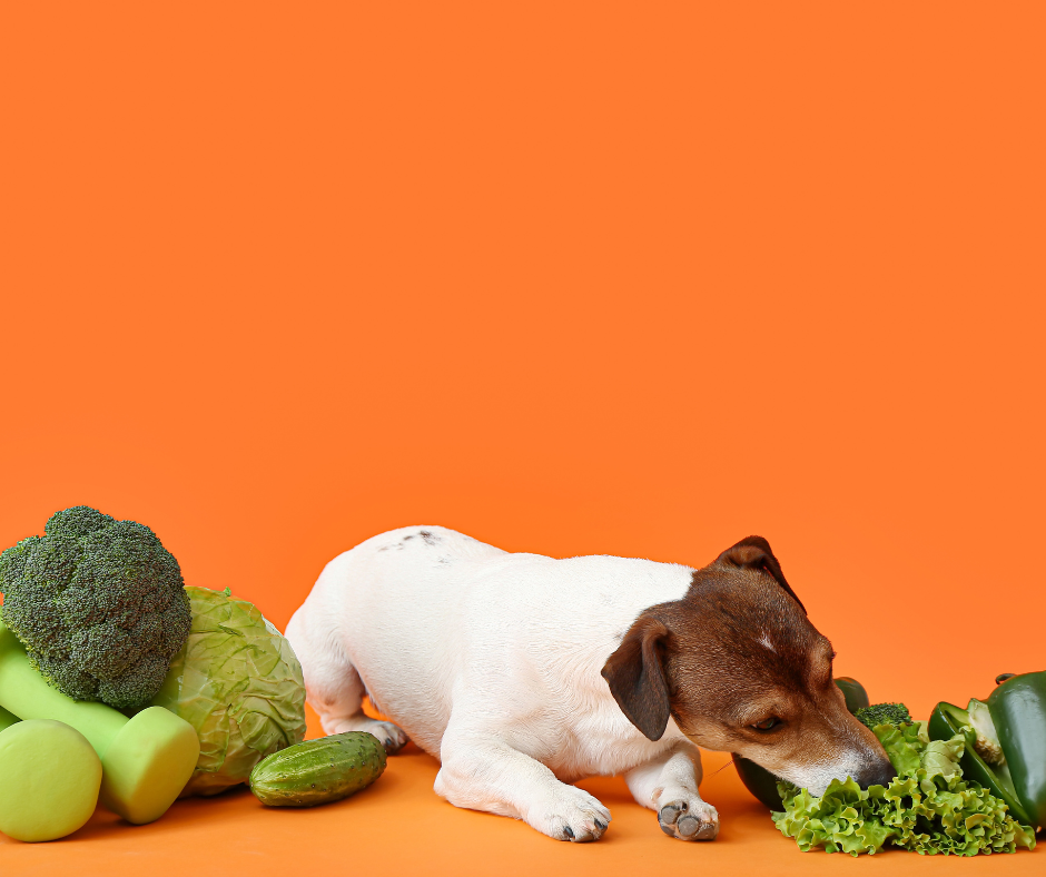 Die 5 besten grünen Lebensmittel für Hunde