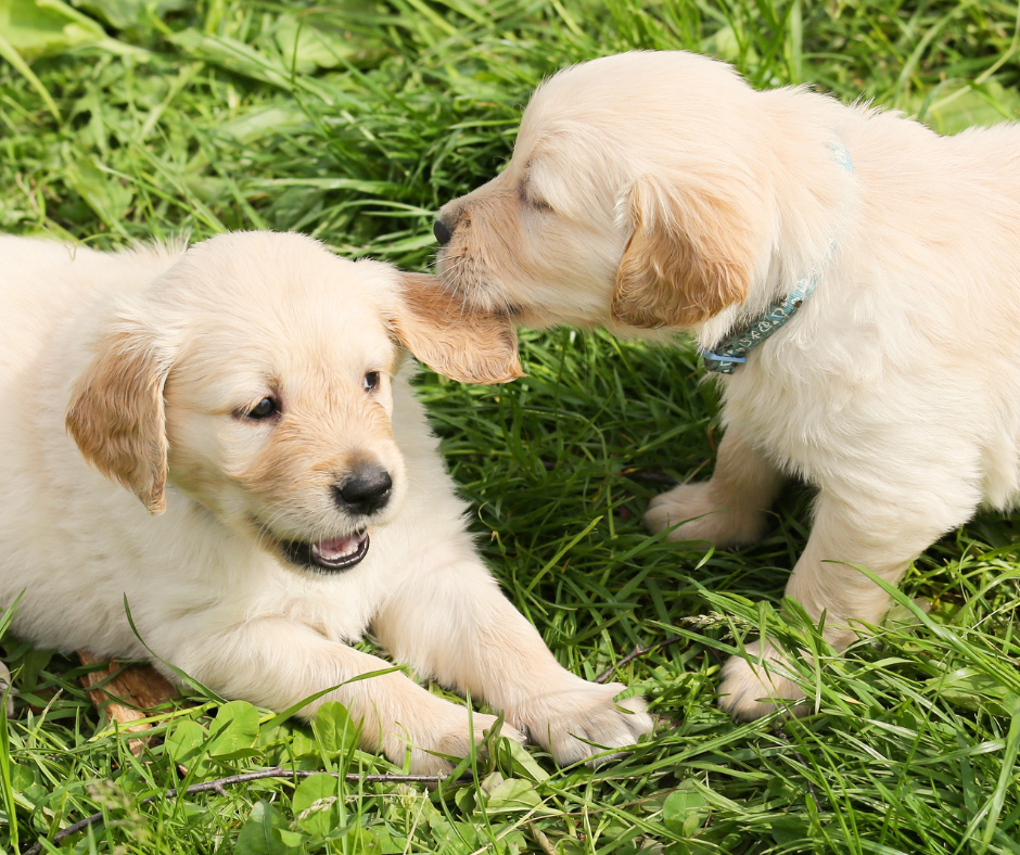 Sozialisierung eines Welpen - wie geht das?