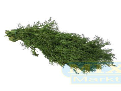 Kopr