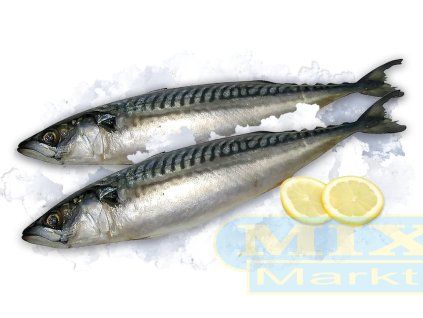 Makrely (Scomber scombrus), mražené