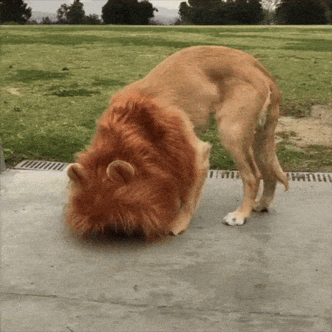 barking-lion-zabavna-levia-parochna-pre-psa