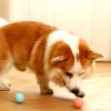 Pet SmartBall samohybna nabijatelna lopticka pre psov a macky 8