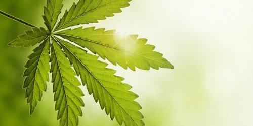 Zázrak zvaný konopí