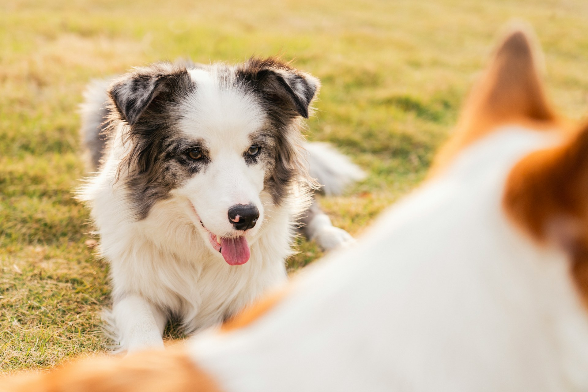 Antiparazitika - proč je nezapomenout psovi pořídit