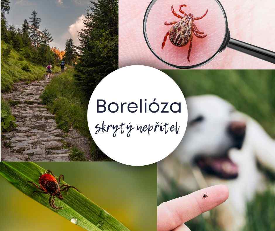 Borelióza: Skrytý nepřítel v našem těle - Prevence, diagnostika a léčba