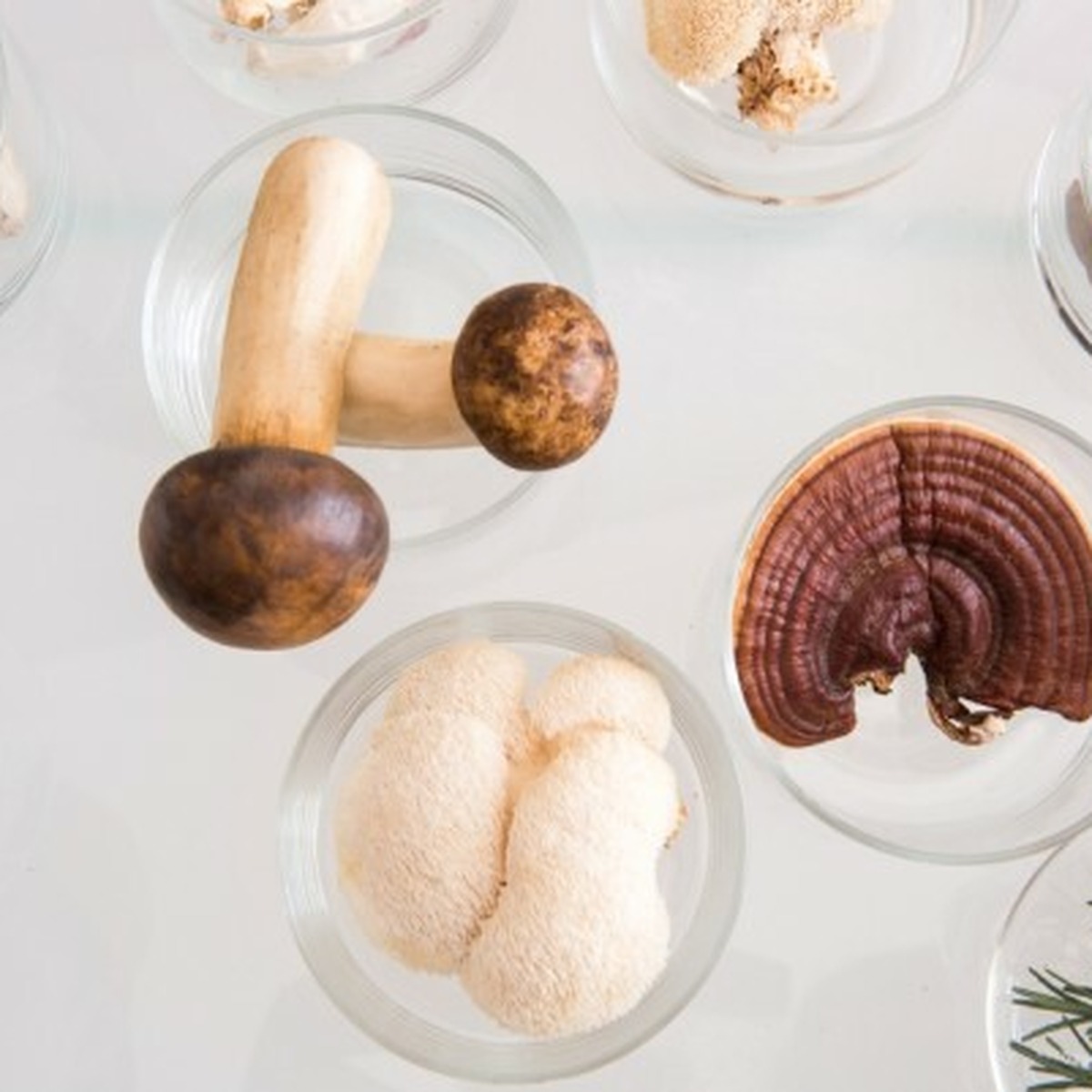 Čínské vitální houby – přírodní cesta k posílení imunity a energie