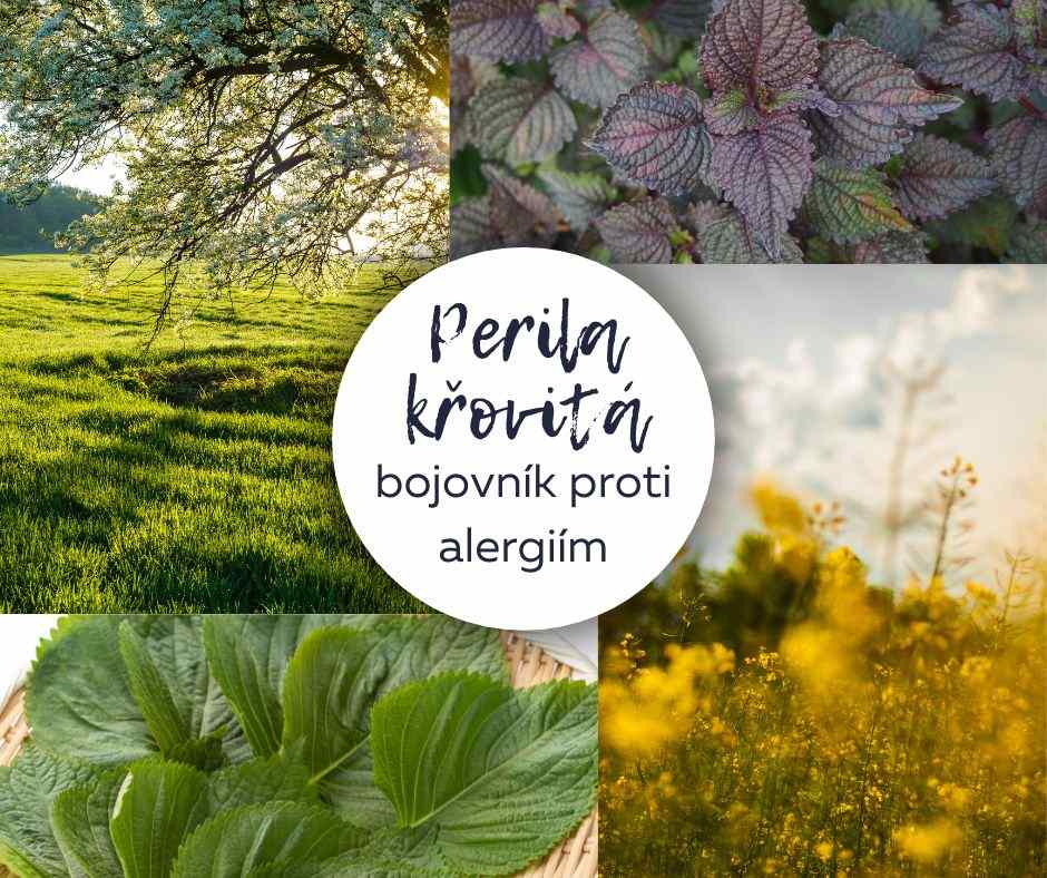 Jaké přírodní látky pomáhají zmírňovat příznaky pylové alergie?