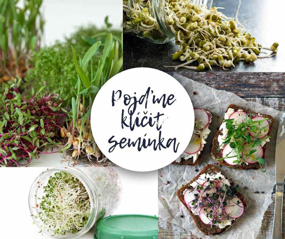 Klíč ke zdraví: Objevte sílu klíčků pro vaše tělo i mysl