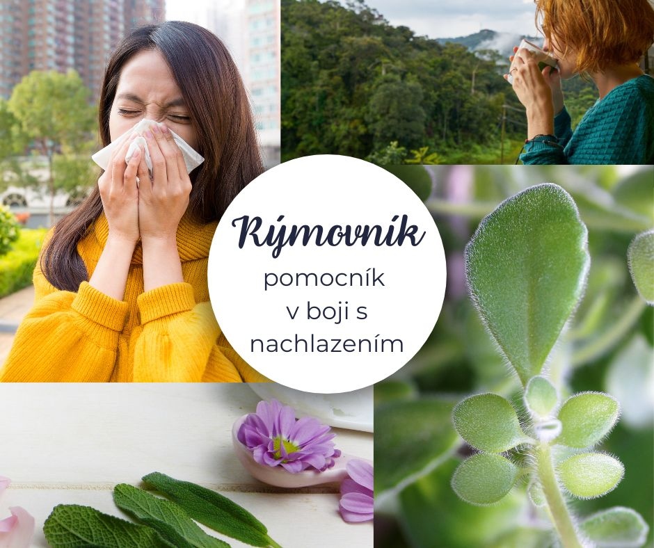 Rýmovník: Váš přírodní pomocník v boji s nachlazením