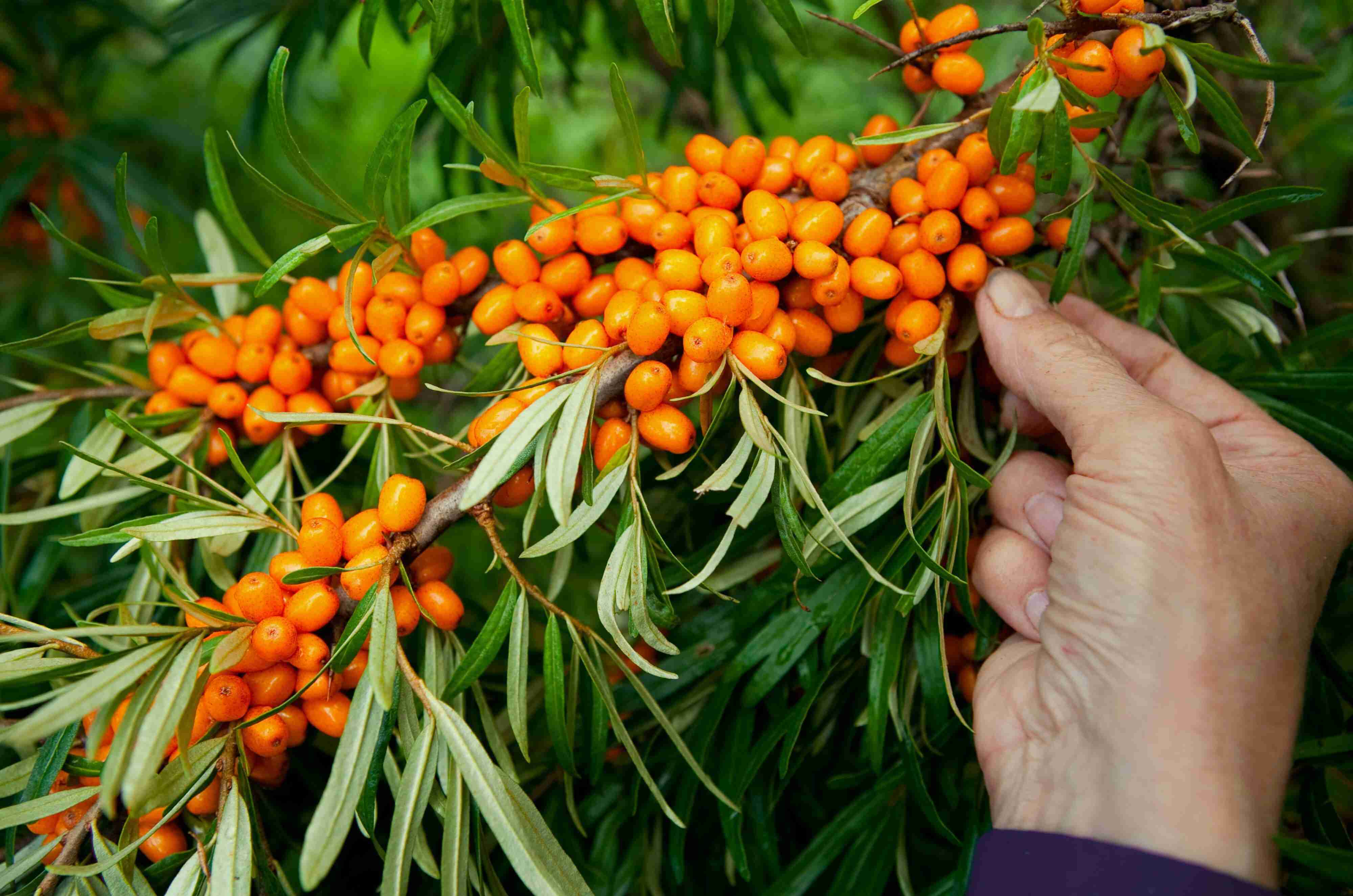 Rakytník rostlina budoucnosti 