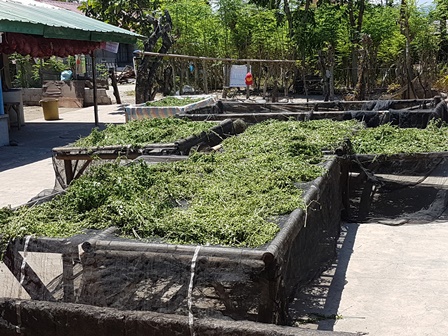 Moringa = Strom zázraků