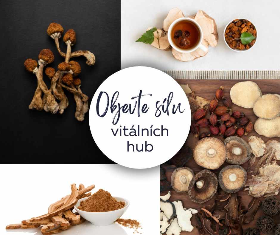 Objevte sílu vitálních hub: Přírodní cesta ke zdraví a vitalitě