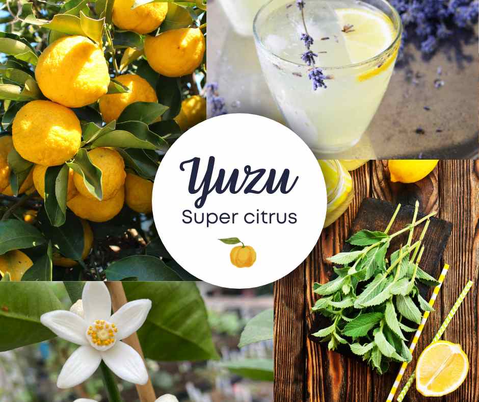 Yuzu: Super citrus plný vitamínů a chutí, který oživí vaši kuchyni