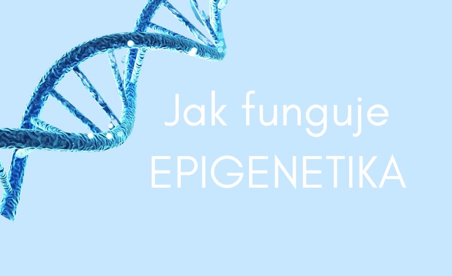 Jak funguje epigenetika