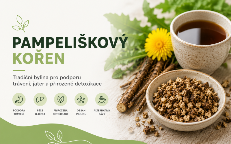 Pampeliškový kořen a pampeliška lékařská pro podporu trávení a péče o játra