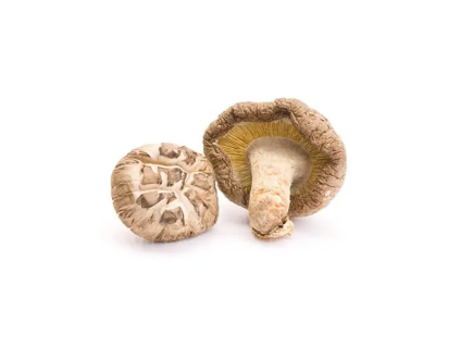 shiitake 2.1646628311