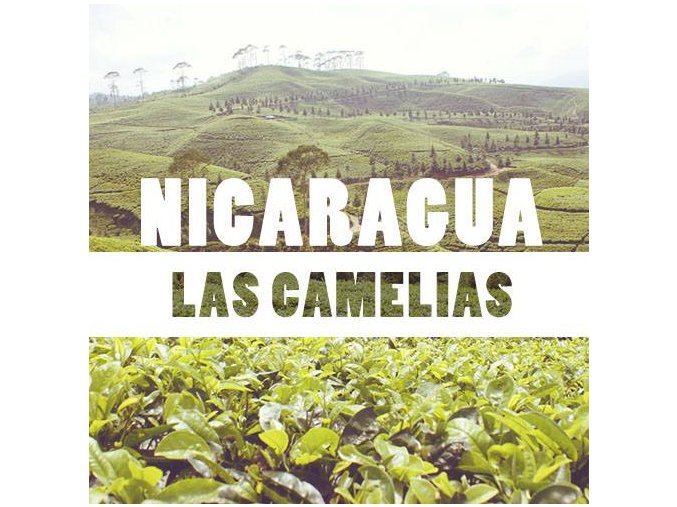 Nicaragua Las camelias