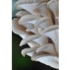 hliva Pleurotus ostreatus