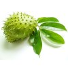 Graviola Soursop Annona muricata