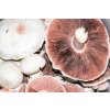 SUPERIONHERBS AGARICUS 90 kapslí