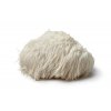 hericium extrakt houba nupreme